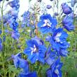 Ostrožka 'Blue Bird' - Delphinium Pacific 'Blue Bird'