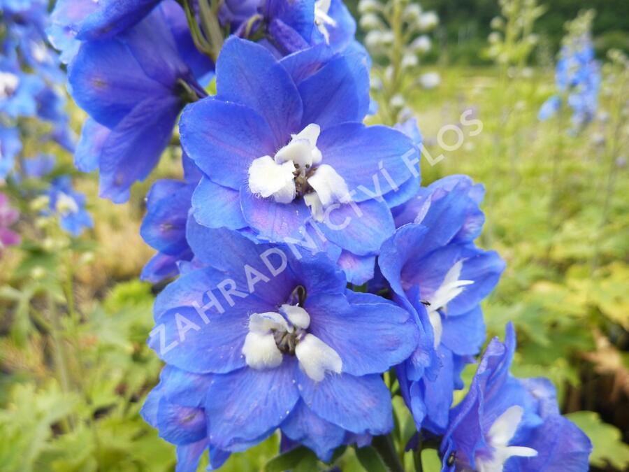 Ostrožka 'Blue Bird' - Delphinium Pacific 'Blue Bird'