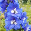 Ostrožka 'Blue Bird' - Delphinium Pacific 'Blue Bird'