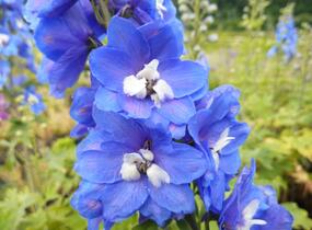 Ostrožka 'Blue Bird' - Delphinium Pacific 'Blue Bird'