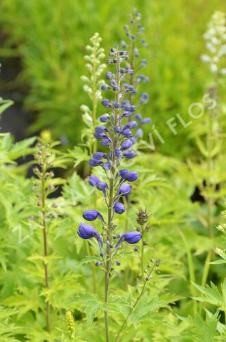 Ostrožka 'Excalibur Mix' - Delphinium x cultorum 'Excalibur Mix'