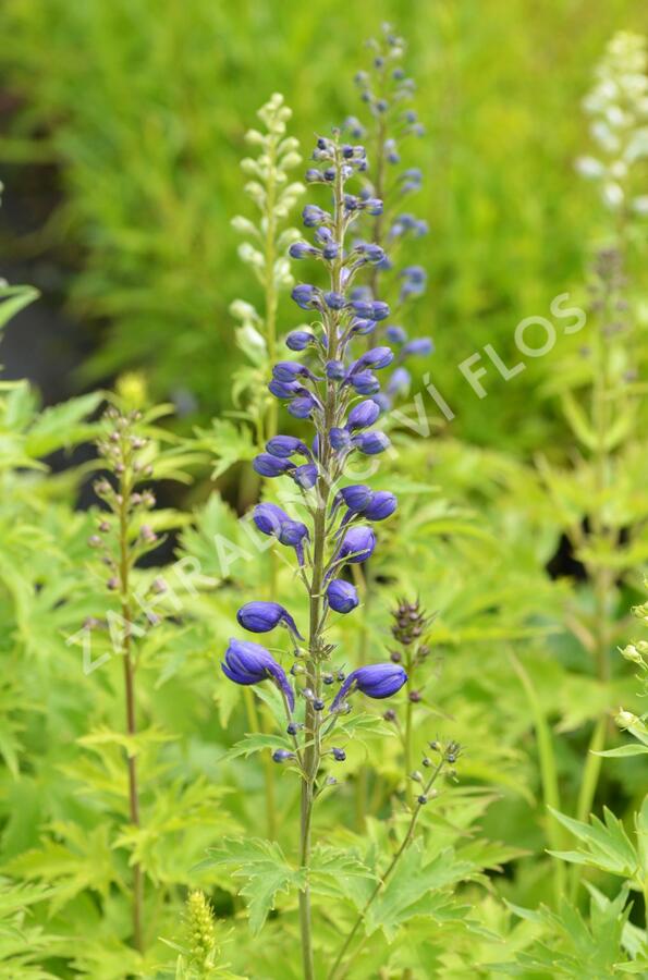 Ostrožka 'Excalibur Mix' - Delphinium x cultorum 'Excalibur Mix'