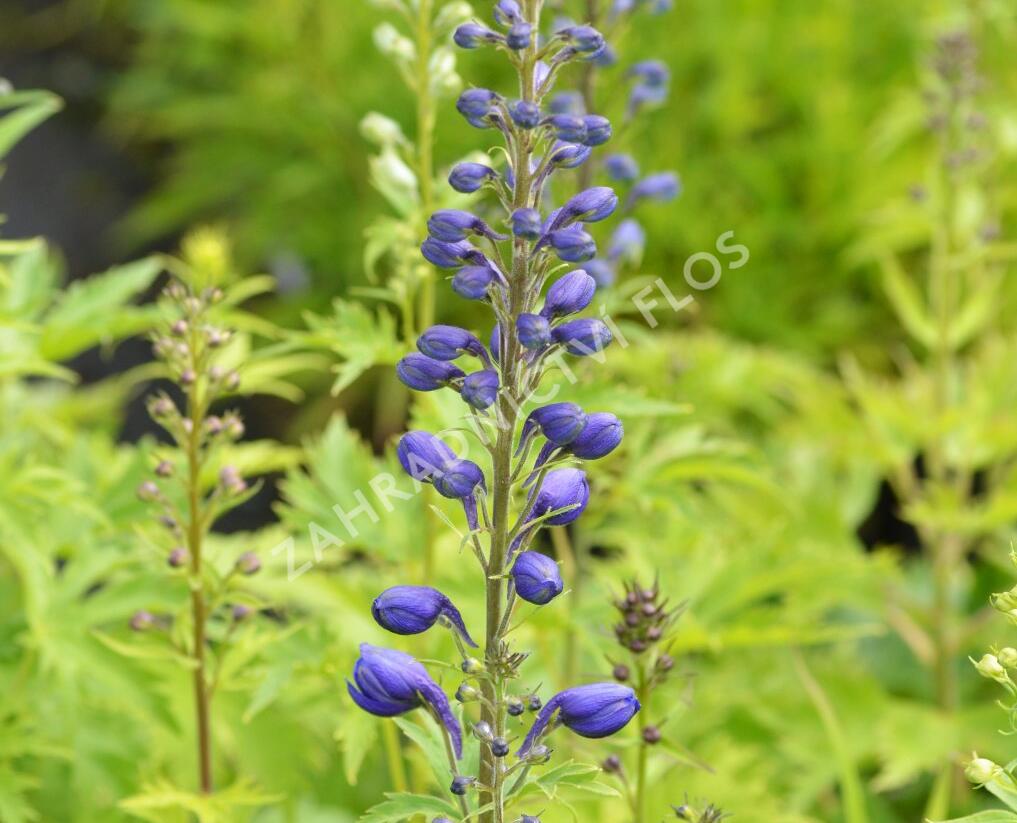 Ostrožka 'Excalibur Mix' - Delphinium x cultorum 'Excalibur Mix'