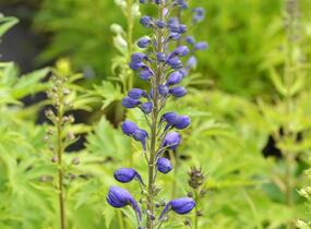 Ostrožka 'Excalibur Mix' - Delphinium x cultorum 'Excalibur Mix'
