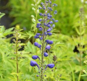 Ostrožka 'Excalibur Mix' - Delphinium x cultorum 'Excalibur Mix'