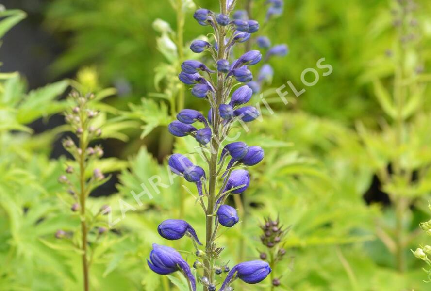 Ostrožka 'Excalibur Mix' - Delphinium x cultorum 'Excalibur Mix'