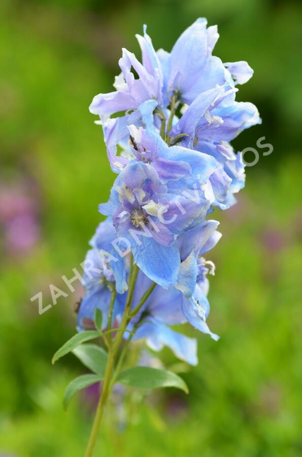 Ostrožka 'Excalibur Mix' - Delphinium x cultorum 'Excalibur Mix'
