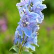 Ostrožka 'Excalibur Mix' - Delphinium x cultorum 'Excalibur Mix'