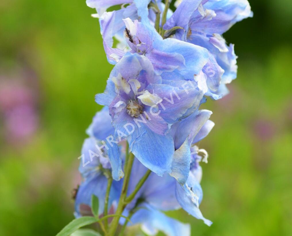 Ostrožka 'Excalibur Mix' - Delphinium x cultorum 'Excalibur Mix'