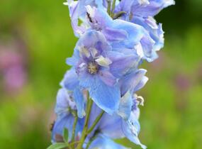 Ostrožka 'Excalibur Mix' - Delphinium x cultorum 'Excalibur Mix'
