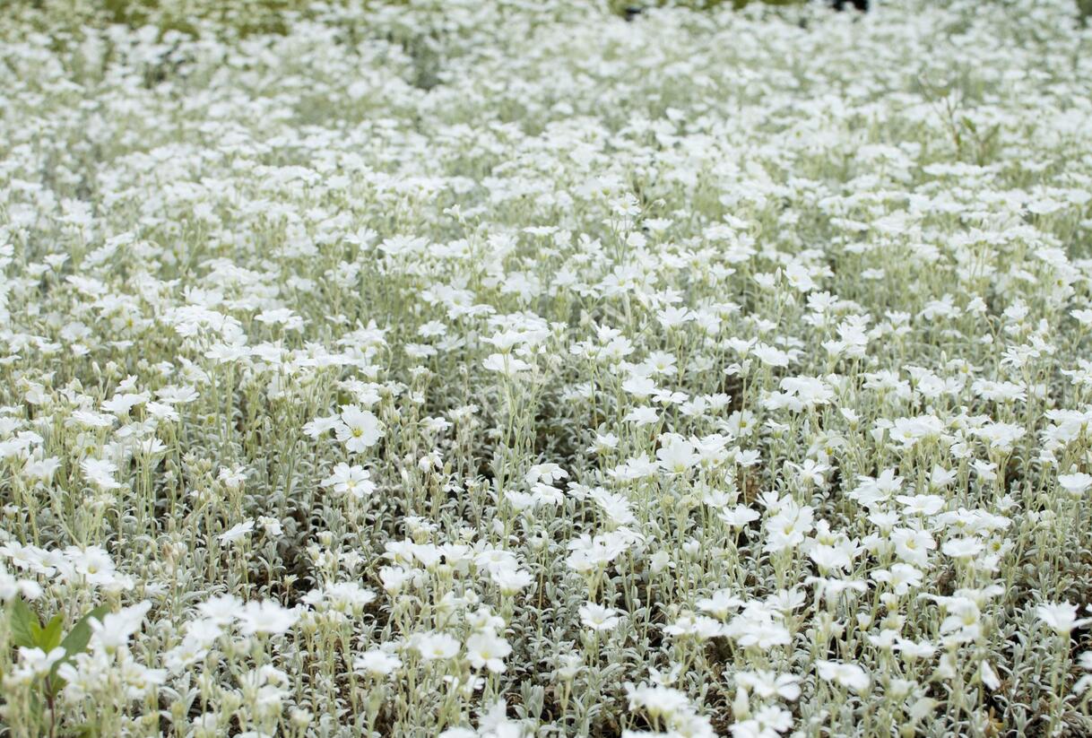 Rožec plstnatý - Cerastium tomentosum