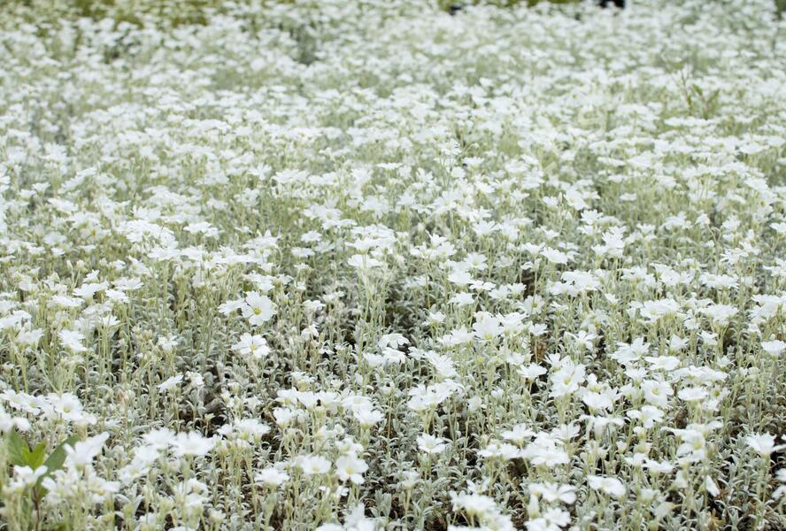 Rožec plstnatý - Cerastium tomentosum