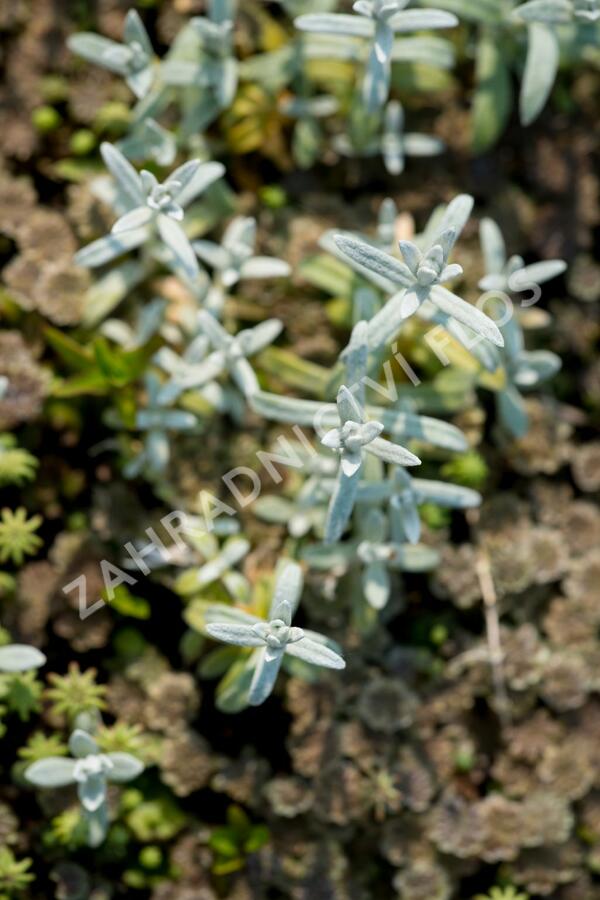 Rožec plstnatý - Cerastium tomentosum