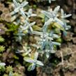 Rožec plstnatý - Cerastium tomentosum