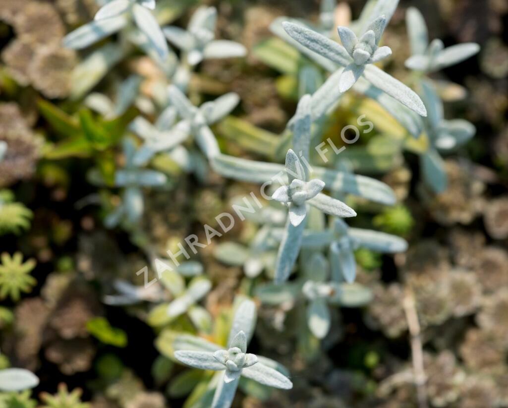 Rožec plstnatý - Cerastium tomentosum