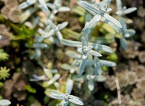 Rožec plstnatý - Cerastium tomentosum