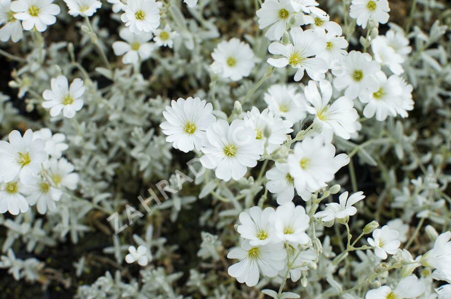 Rožec plstnatý - Cerastium tomentosum