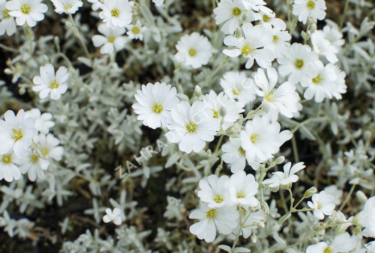 Rožec plstnatý - Cerastium tomentosum