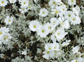 Rožec plstnatý - Cerastium tomentosum
