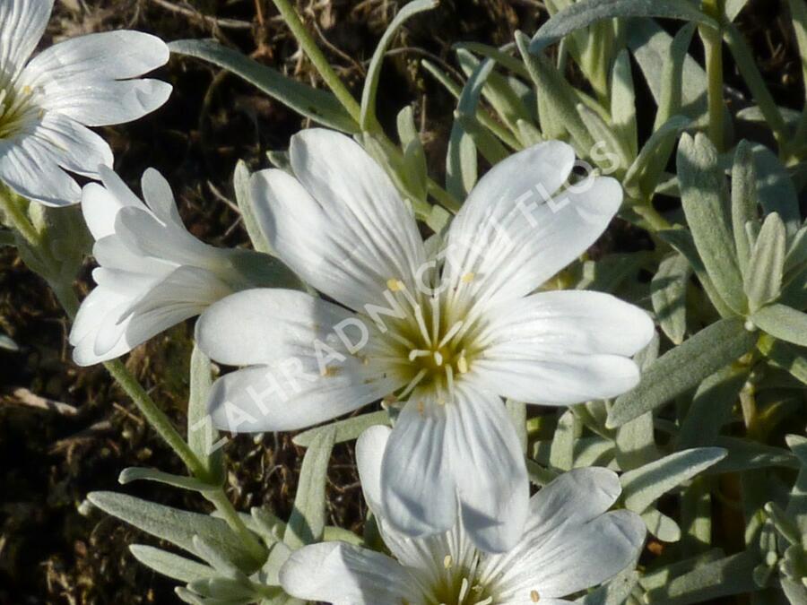 Rožec plstnatý - Cerastium tomentosum