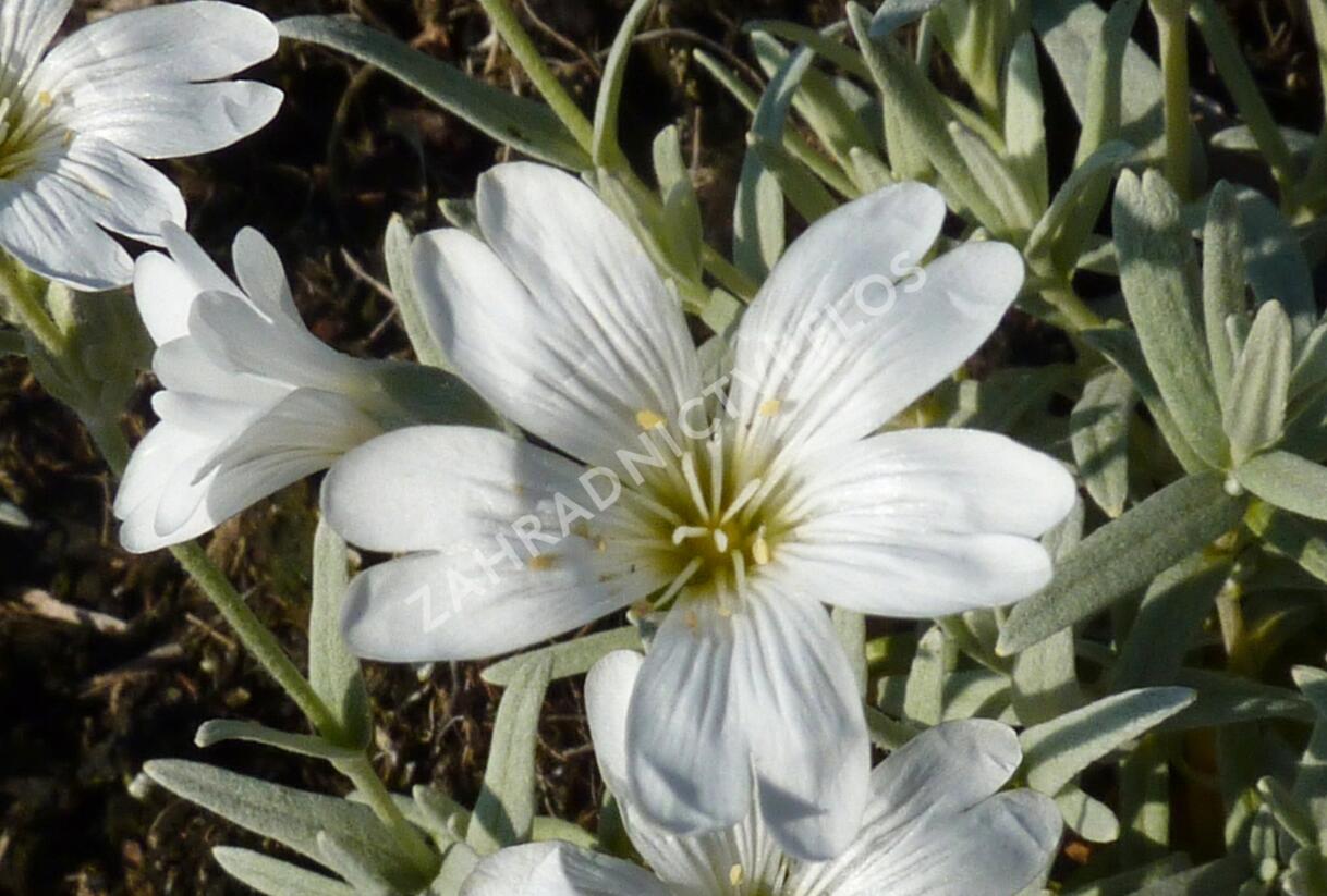 Rožec plstnatý - Cerastium tomentosum