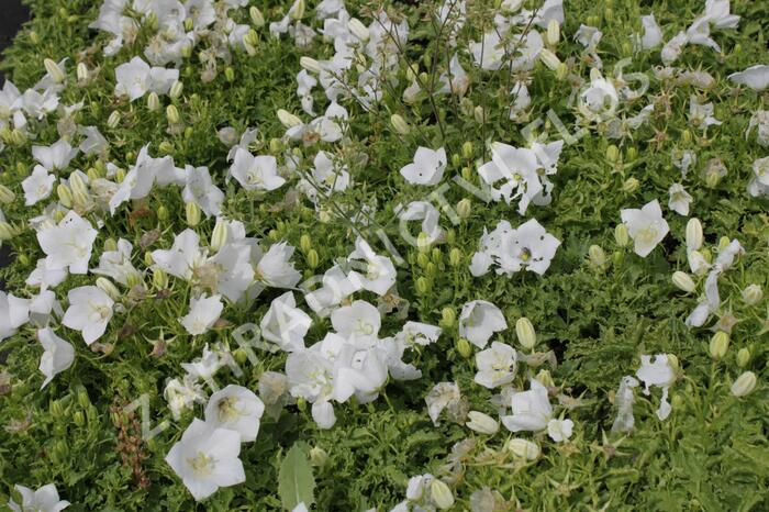 Zvonek karpatský 'White Clips' - Campanula carpatica 'White Clips'