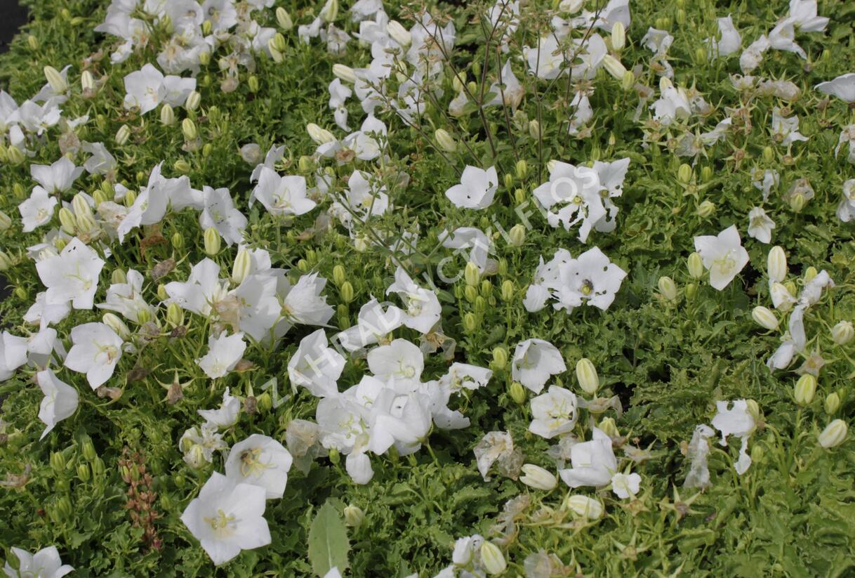 Zvonek karpatský 'White Clips' - Campanula carpatica 'White Clips'