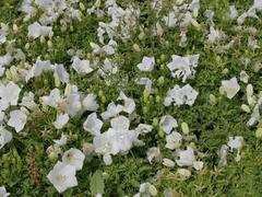 Zvonek karpatský 'White Clips' - Campanula carpatica 'White Clips'