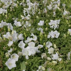 Zvonek karpatský 'White Clips' - Campanula carpatica 'White Clips'