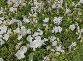 Zvonek karpatský 'White Clips' - Campanula carpatica 'White Clips'