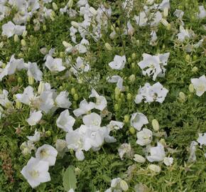 Zvonek karpatský 'White Clips' - Campanula carpatica 'White Clips'
