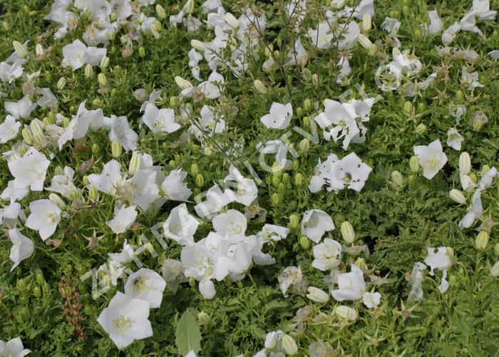 Zvonek karpatský 'White Clips' - Campanula carpatica 'White Clips'