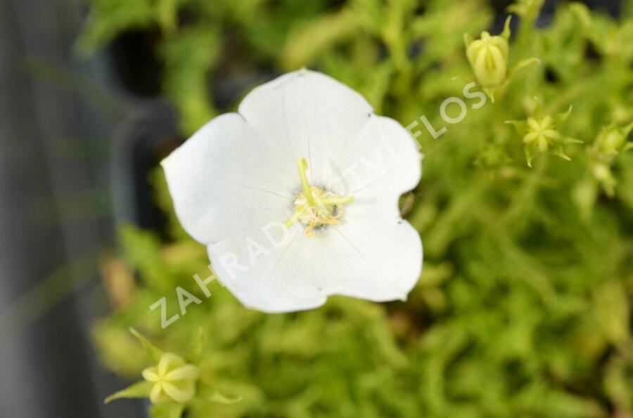 Zvonek karpatský 'White Clips' - Campanula carpatica 'White Clips'