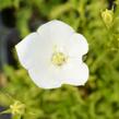 Zvonek karpatský 'White Clips' - Campanula carpatica 'White Clips'