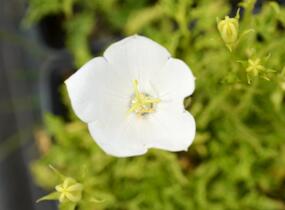 Zvonek karpatský 'White Clips' - Campanula carpatica 'White Clips'