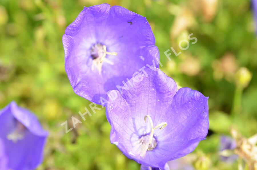 Zvonek karpatský 'Uniform Blue' - Campanula carpatica 'Uniform Blue'