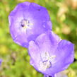 Zvonek karpatský 'Uniform Blue' - Campanula carpatica 'Uniform Blue'