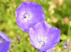 Zvonek karpatský 'Uniform Blue' - Campanula carpatica 'Uniform Blue'