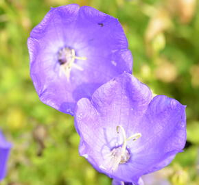 Zvonek karpatský 'Uniform Blue' - Campanula carpatica 'Uniform Blue'