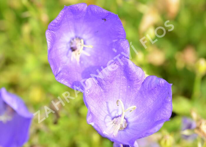 Zvonek karpatský 'Uniform Blue' - Campanula carpatica 'Uniform Blue'