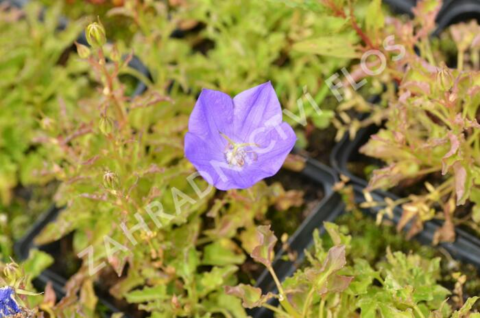 Zvonek karpatský 'Blue Clips' - Campanula carpatica 'Blue Clips'