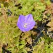 Zvonek karpatský 'Blue Clips' - Campanula carpatica 'Blue Clips'
