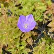 Zvonek karpatský 'Blue Clips' - Campanula carpatica 'Blue Clips'