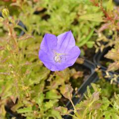 Zvonek karpatský 'Blue Clips' - Campanula carpatica 'Blue Clips'