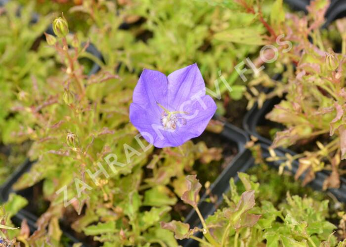 Zvonek karpatský 'Blue Clips' - Campanula carpatica 'Blue Clips'