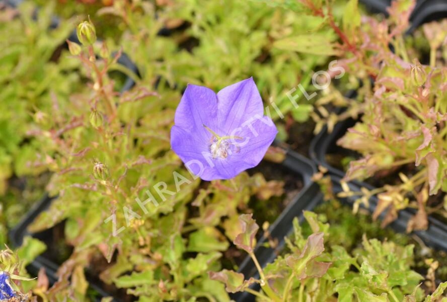 Zvonek karpatský 'Blue Clips' - Campanula carpatica 'Blue Clips'
