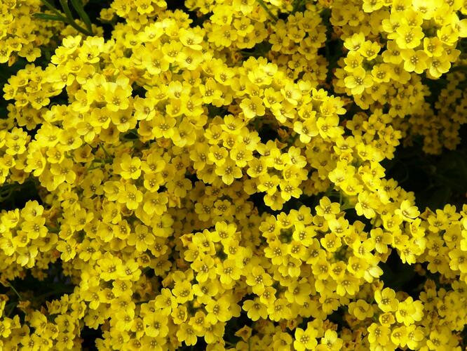 Tařice skalní - Alyssum saxatile