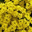 Tařice skalní - Alyssum saxatile