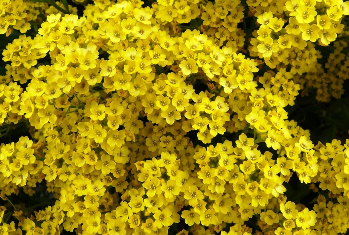 Tařice skalní - Alyssum saxatile