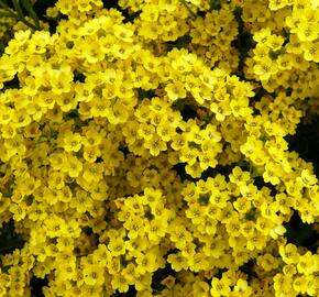 Tařice skalní - Alyssum saxatile